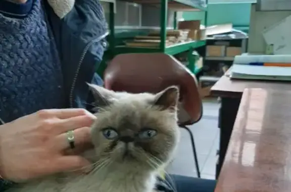 Найден котик на Днепропетровской, Ростов-на-Дону