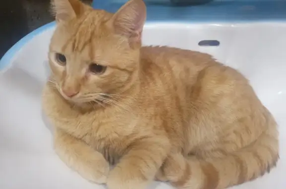 Пропала кошка на Черемшанке в Нижнем Тагиле, вознаграждение гарантированно