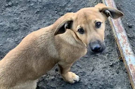 Найдена собака на улице Качалова, Саранск