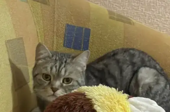Найден кот на Артюшкова 11, Краснодар