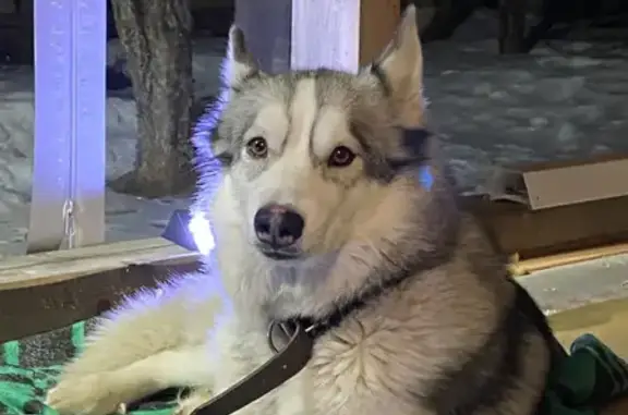 Найдена ласковая собака в Карелии