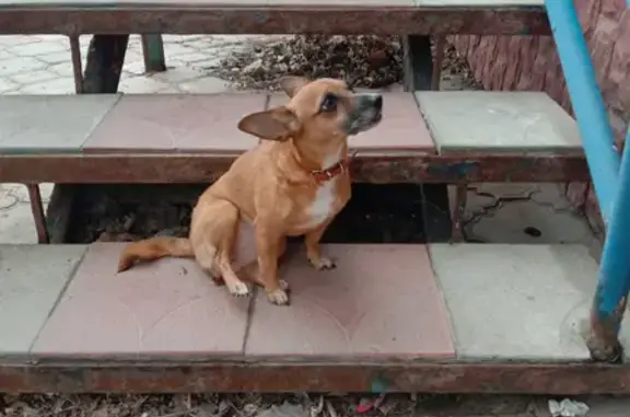Найдена собака на ул. Энтузиастов, сбита на пешеходном переходе
