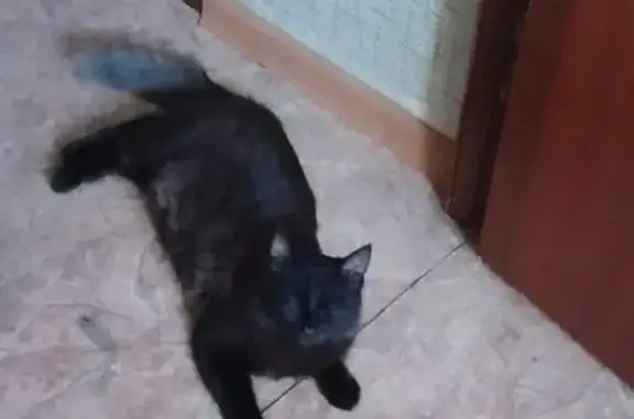 Пропала кошка на улице Водопьянова, 9 (Новомосковск)