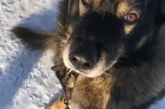Пропала собака Рекс в Барнауле