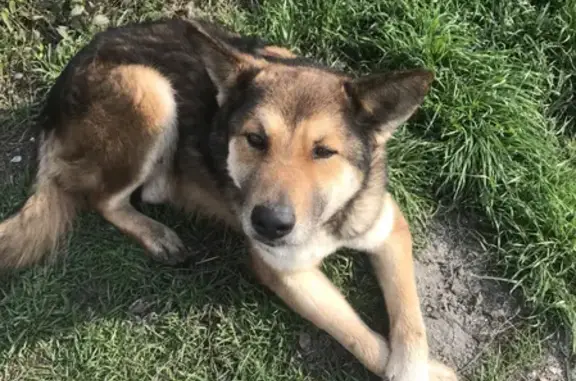 Найдена собака на СНТ Маяк, Приморско-Ахтарское городское поселение