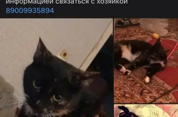 Пропала кошка Жужа на Коммунальной, 54А, Псков