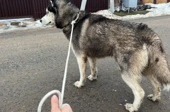 Найдена собака Хаски на Волоколамском шоссе