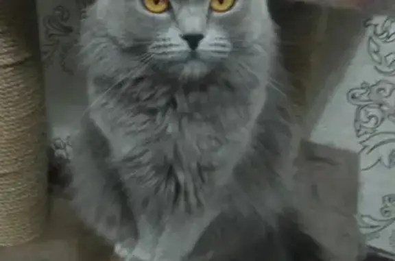 Пропала кошка Дымка на ул. Островского, 53, Туймазы