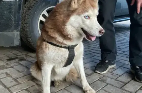 Найдена собака у Борисоглебского монастыря