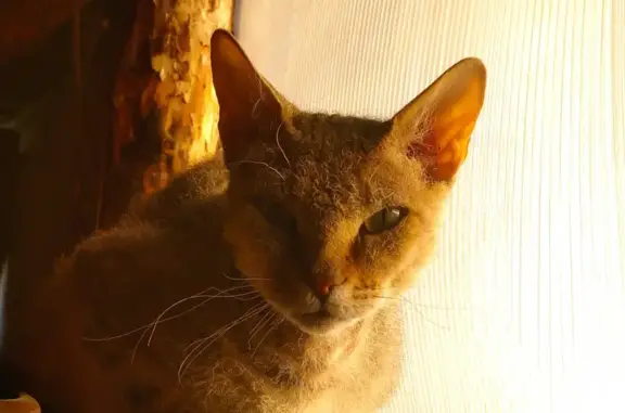 Кошки потеряшки, Курган, фото: Потеряшка кошка Василий на улице Серова, Курган