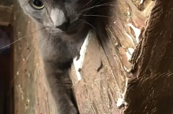 Пропала кошка серого окраса в Калининградской области