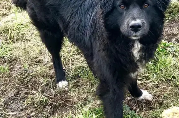 Найдена собака в Нижнем Тагиле, ищут хозяев.
