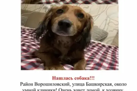 Собака найдена на Башкирской 4, Ростов-на-Дону