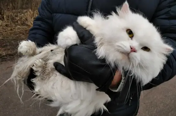 Найдена белая кошка на пр. Героев, 39