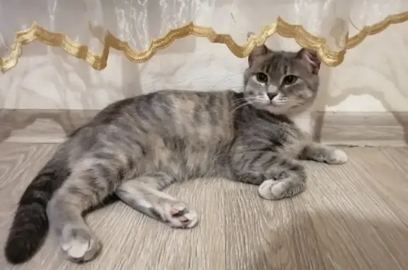 Найдена кошка в Оренбурге на пр. Победы
