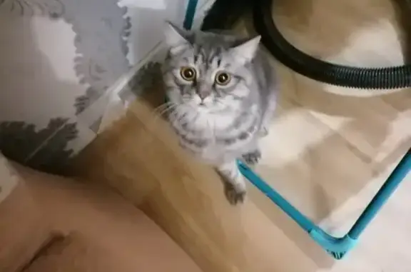 Кошки потеряшки, Иркутская область, фото: Потеряшка серый кот в Железногорске-Илимском