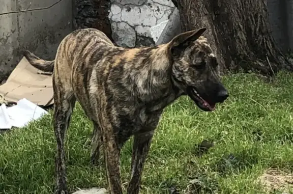 Собаки потеряшки, Новороссийск, фото: Потеряшка собака Лиза на ул. Толстого, 3