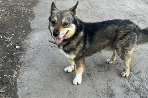 Собака найдена на Нагорной, 138 в Самаре.