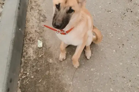 Собака на улице Прыгунова 15А, Н. Новгород