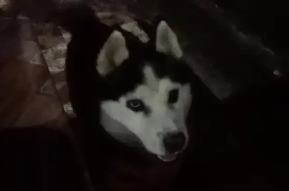 Собака Хаски найдена в Побединке, Рязанская область.
