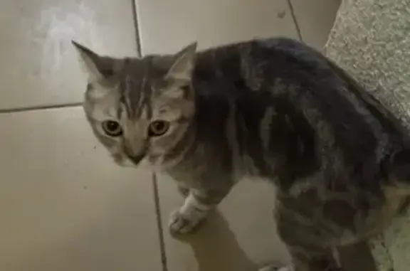 Кошка найдена на улице Пузакова, 19 в Туле.