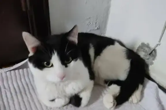 Найден черно-белый кот на ул. Перхоровича, 8 (Воронеж)