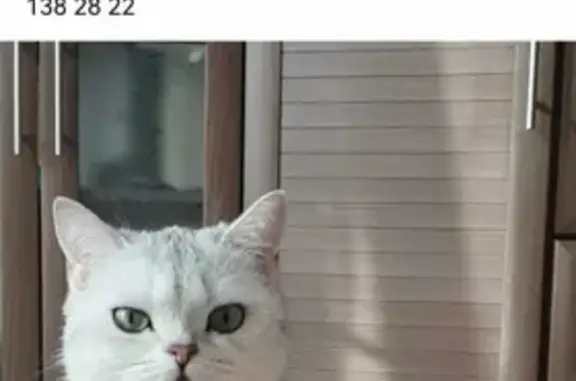 Пропала кошка Шотландская в Фрязино, МО.