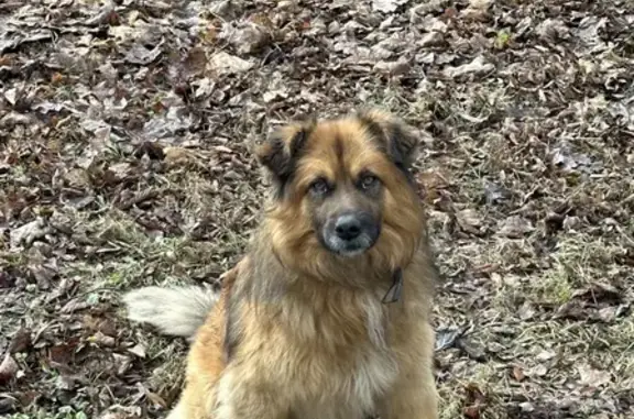 Найдена собака в Стахановском, Тульская область