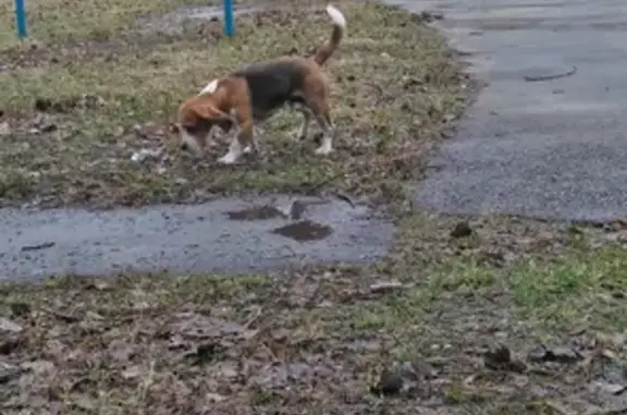 Найдена собака на проспекте Победы, Липецк 🐶
