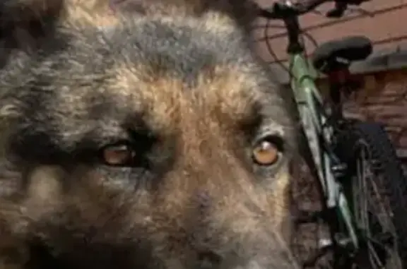 Пропала собака Буч на Солнечной ул. в Новосадовом
