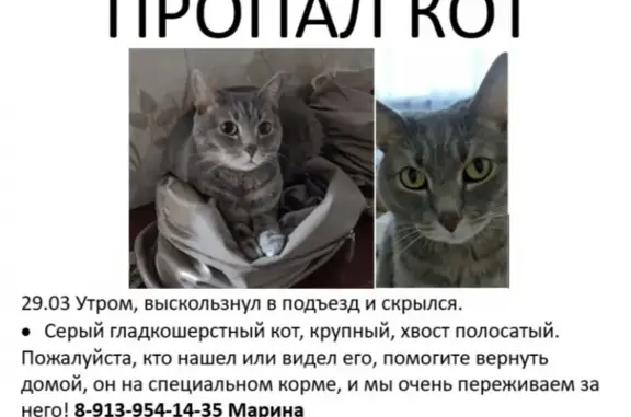 Пропал кот в Бердске, ул. Красная Сибирь 118