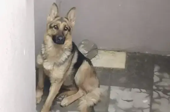 Собака найдена на Московском шоссе, Нижний Новгород.