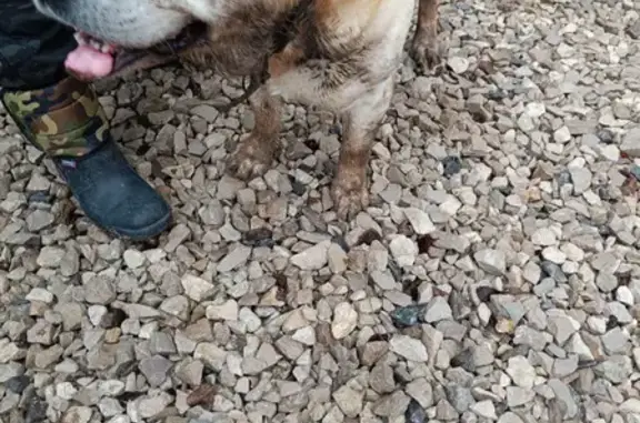 Собака найдена в Высоком, Тульская область