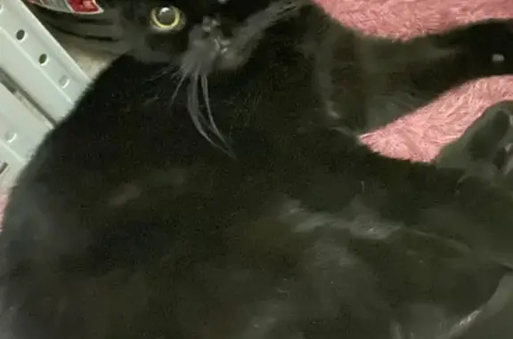 Пожилая черная Британская кошка найдена в Ессентуках: ул. Орджоникидзе, 83 к1