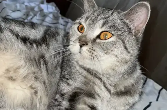 Найдена породистая кошка на Черниковской улице, 52 в Уфе