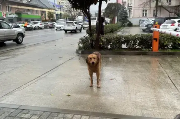 Потерян благородный пес на улице Гастелло, Сочи