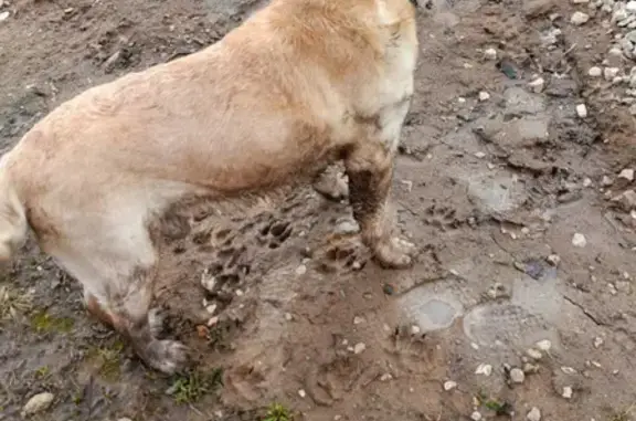 Найдена собака Мальчик в Высоком, Тульская область