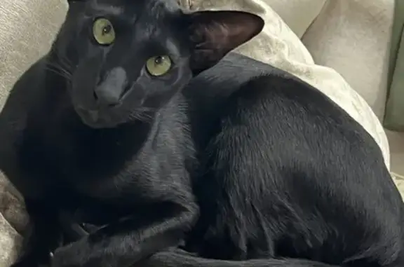 Кошки потеряшки, Приморский, фото: Потеряшка кошка Мёрфи на Зелёной улице