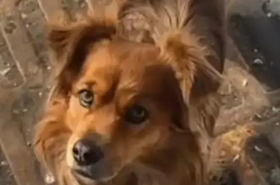 Пропал пёс Барон из приюта в Копейске, вознаграждение за находку!