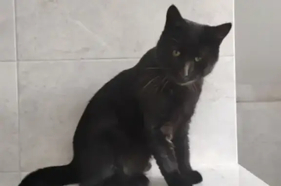 Пропал крупный черный кот в Московской области.