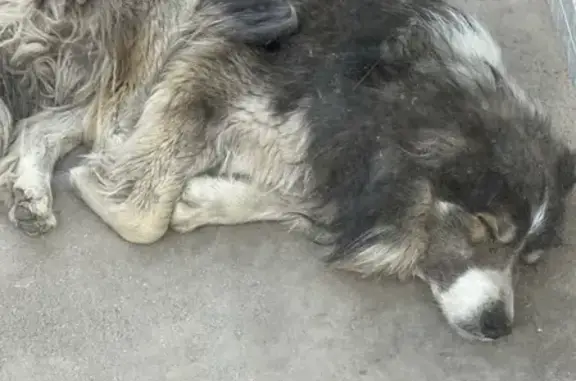 Потерянная собака на ул. Чернышевского, 6, Саратов