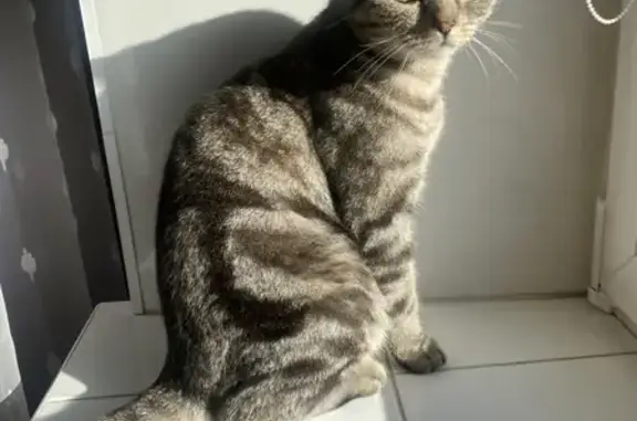 Кошка на Физкультурной, Омск, коричневый окрас