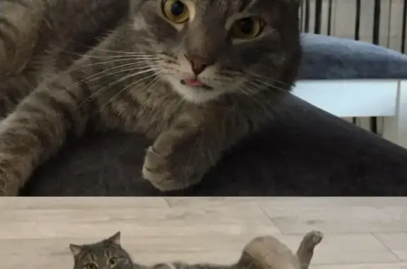 Кошки потеряшки, Ульяновск, фото: Потеряшка кошка Дымок, ул. Белинского, 61, Ульяновск