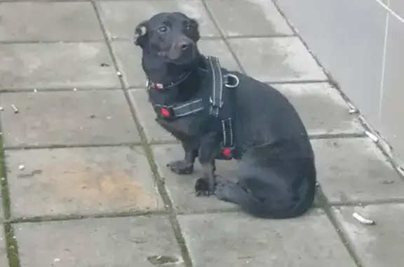 Собака Такса на Рождественской, Москва