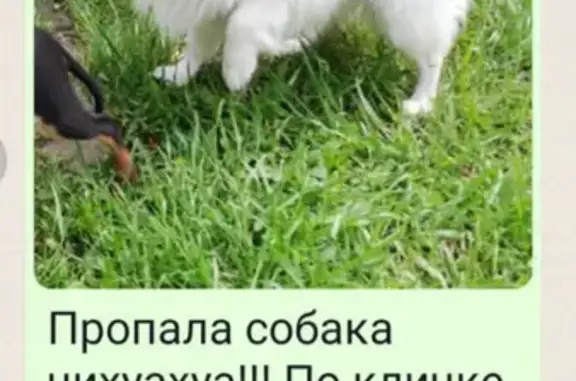 Пропала собака Тима на ул. Дружбы, Барнаул