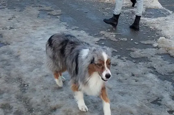 Собачка без ошейника на Суздальском шоссе.