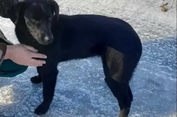 Черная девочка-собака на ул. Трофимова, Бийск