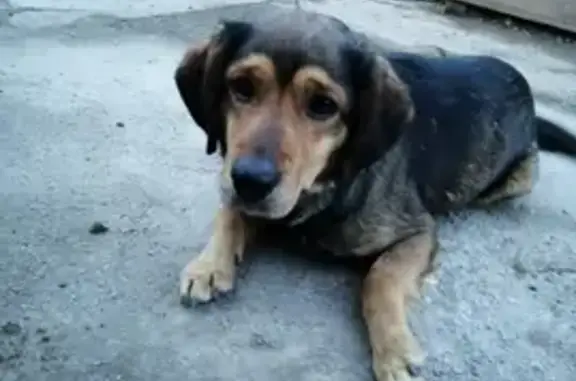 Пропала охотничья собака в Красноярском крае