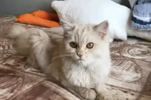 Найден бело-персиковый кот в Челябинске, ул. Рабоче-Колхозная 33