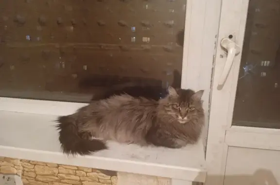 Найдена кошка на пр. Кирова, 34